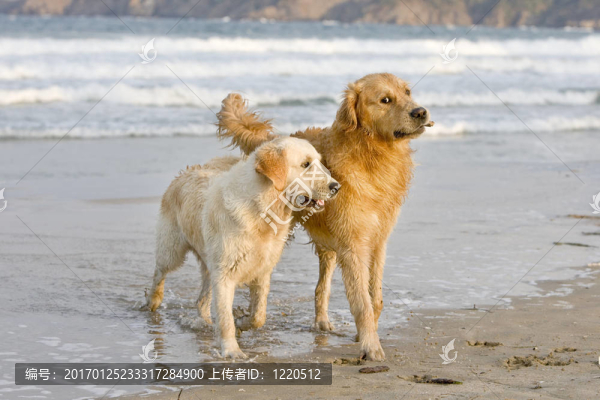 狗玩-匯圖網(wǎng) www.fosd68.com 狗玩