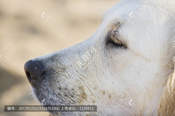 狗的肖像