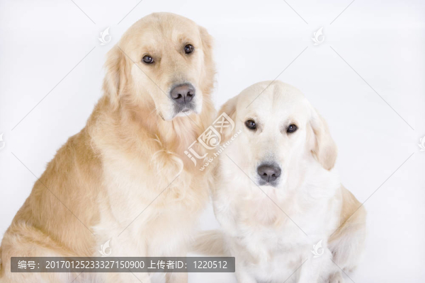 兩黃金獵犬