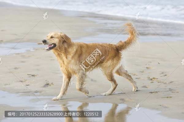 金毛獵犬散步