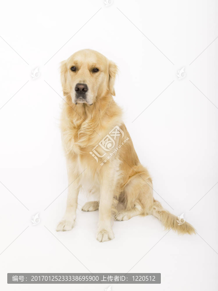 金毛獵犬
