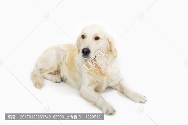 金毛獵犬