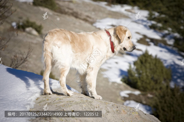 巖石上的狗-匯圖網(wǎng) www.fosd68.com 巖石上的狗
