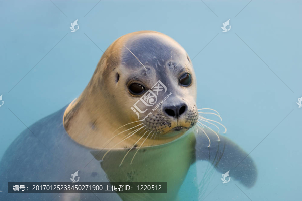 港灣海豹