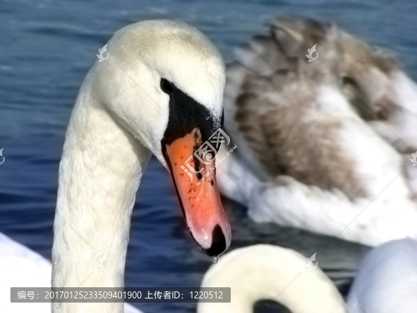 天鵝