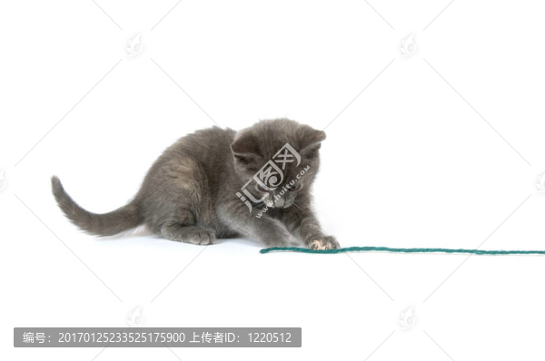 灰色小貓玩紗