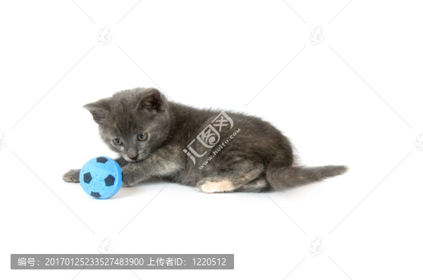 灰色的小貓玩足球