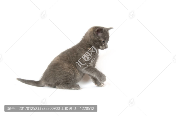 灰色的小貓撲