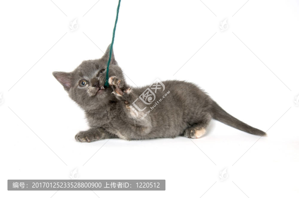 灰色小貓玩紗