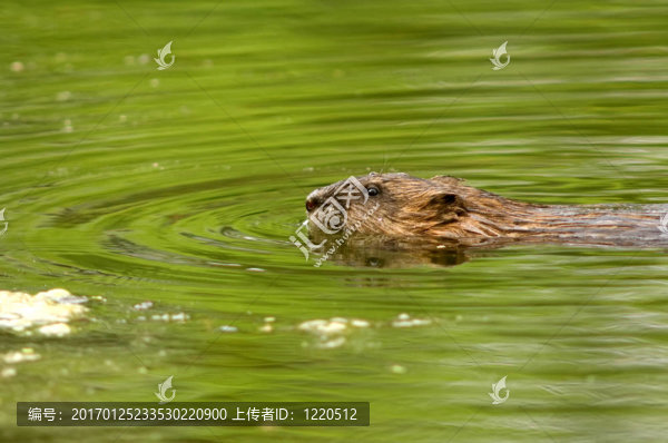 在池塘游泳麝鼠
