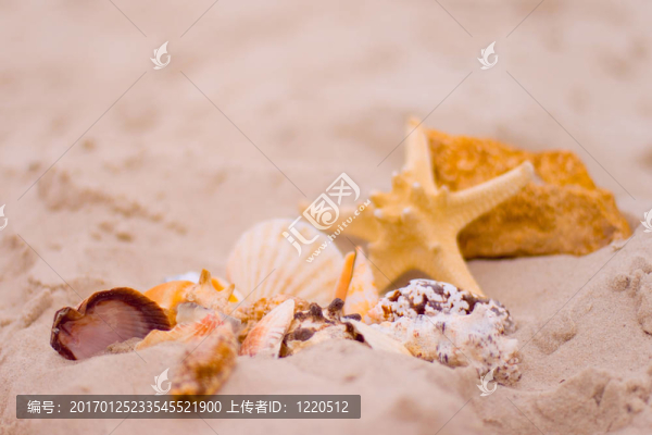 海星和貝殼