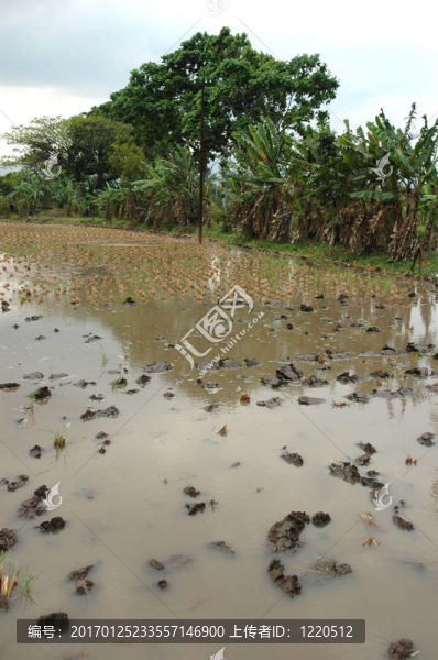 稻田-匯圖網(wǎng) www.fosd68.com 稻田