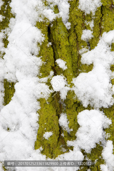 樹上覆蓋著綠色苔蘚和雪。