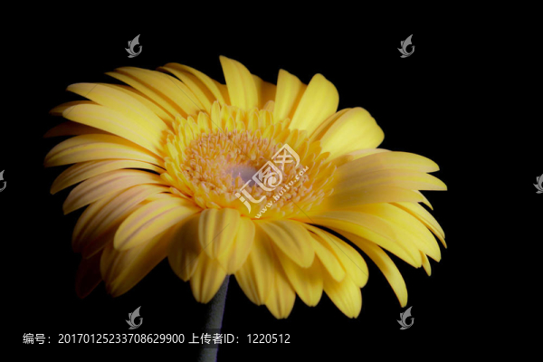 單黃太陽菊