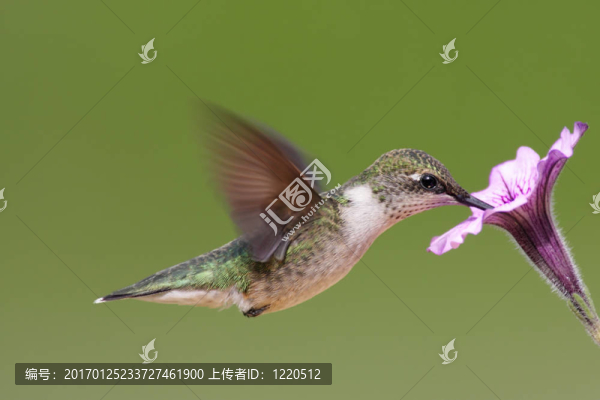紅寶石喉蜂鳥(niǎo)（紅喉北蜂鳥(niǎo)）