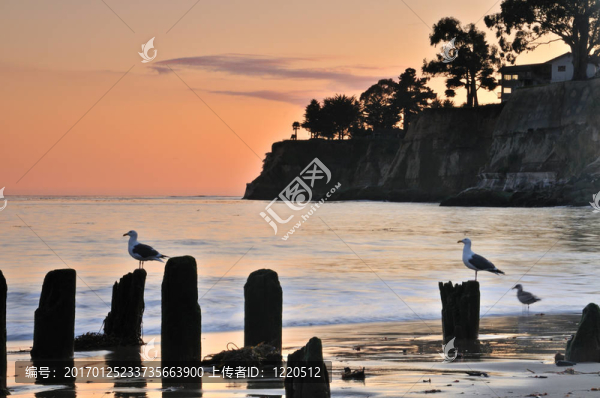 海鷗在森塞特