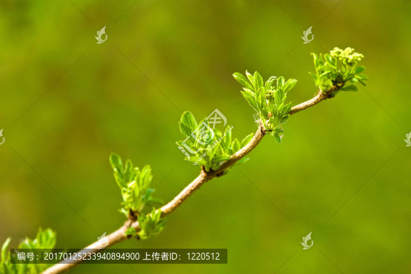 野生植物