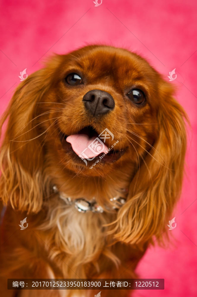 Charles,Cavalier國王的狗