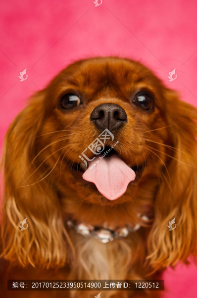 Charles,Cavalier國王的狗