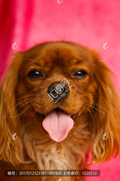 Charles,Cavalier國王的狗