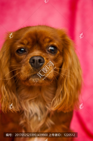 Charles,Cavalier國王的狗