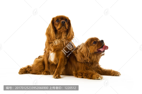 Charles,Cavalier國王的狗
