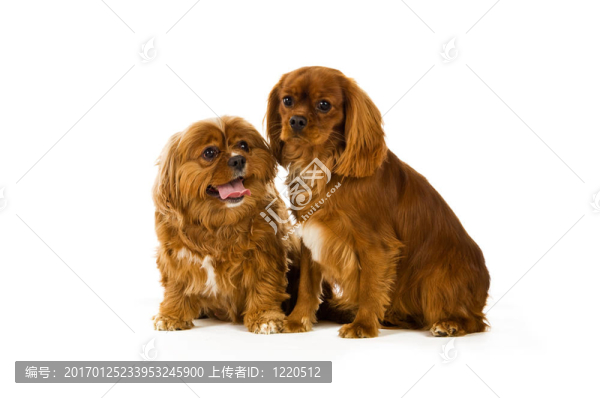 Charles,Cavalier國王的狗