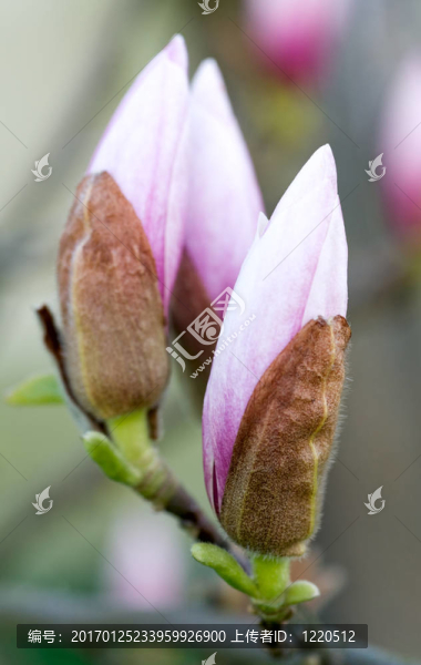 木蘭樹花蕾