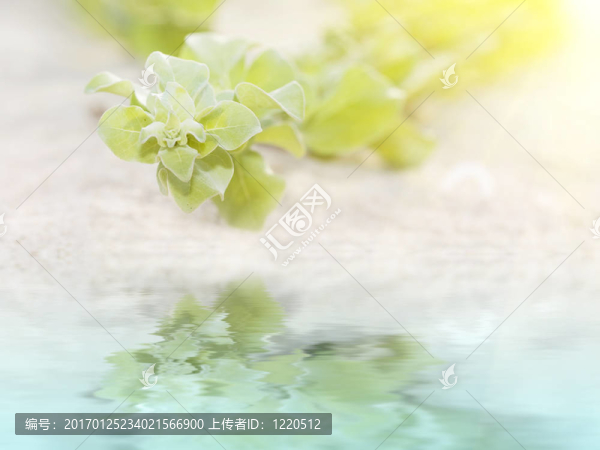 常春藤