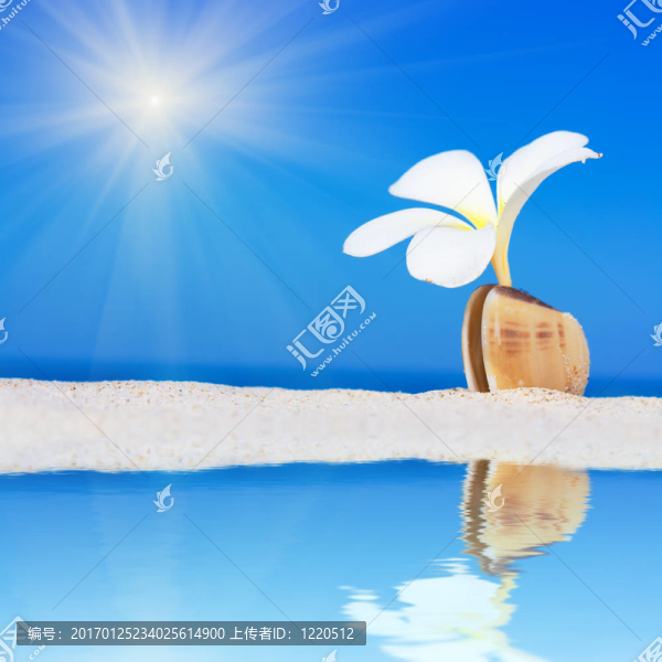 海灘上的貝殼和花