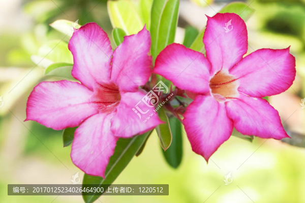 花的背景。沙漠玫瑰。