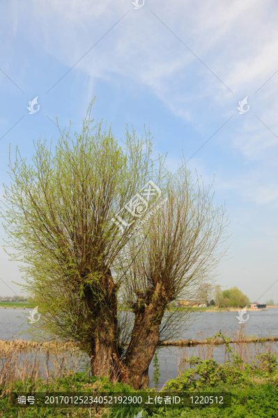 波拉德柳-匯圖網(wǎng) www.fosd68.com 波拉德柳