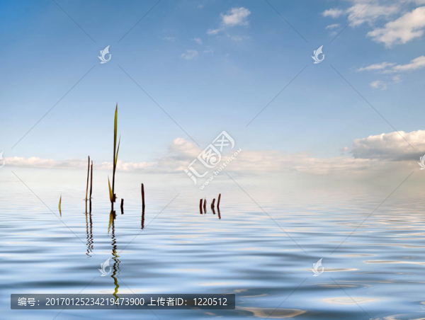 水蘆葦背景