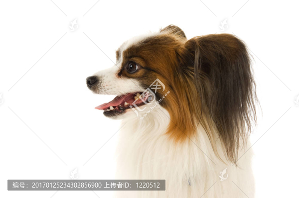 諾?？说墓? title=
