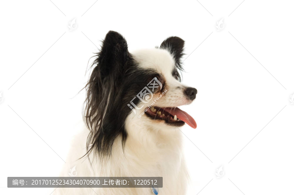 諾?？说墓? title=