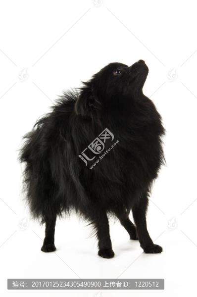 博美犬