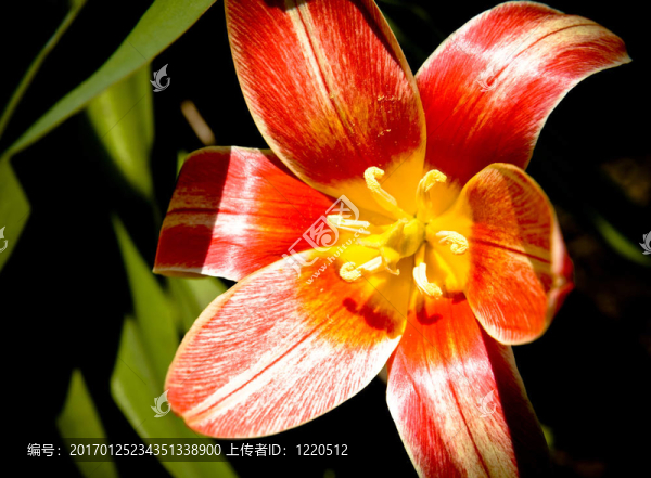 花