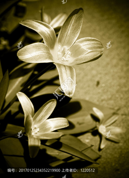 花