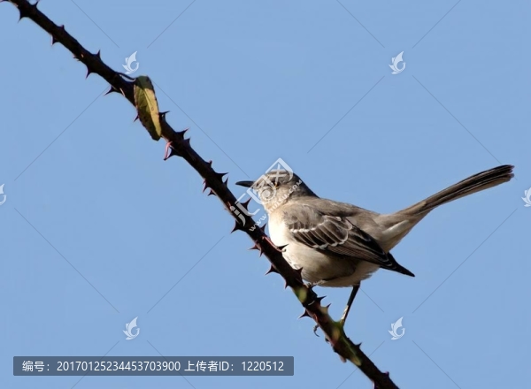 南卡羅來納州鳥