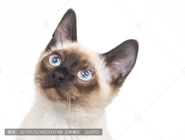 暹羅小貓?zhí)ь^