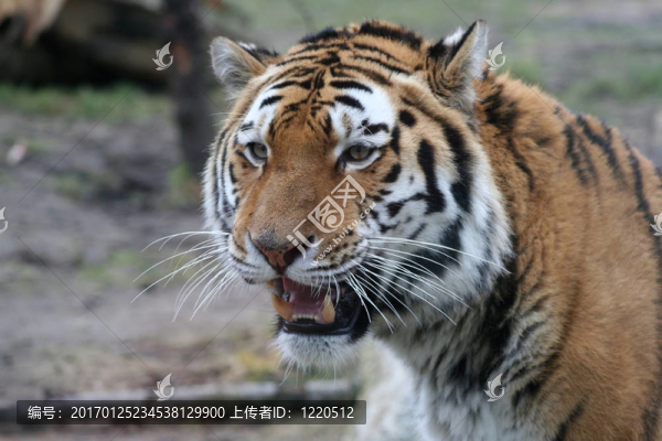 東北虎
