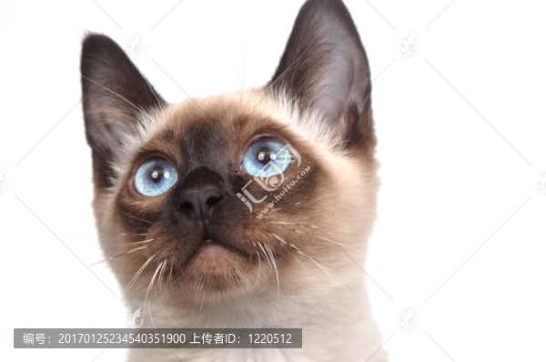 暹羅小貓?zhí)ь^