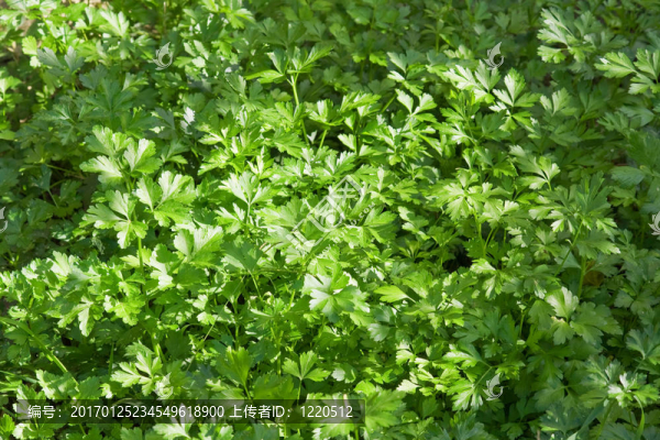 西芹