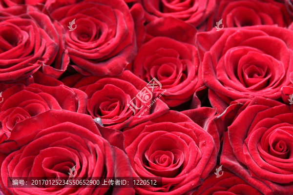 近距離的紅玫瑰