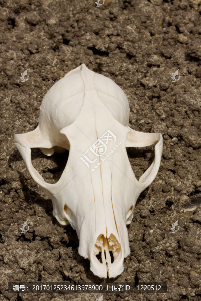 曬干的動物頭骨在焦干的土地