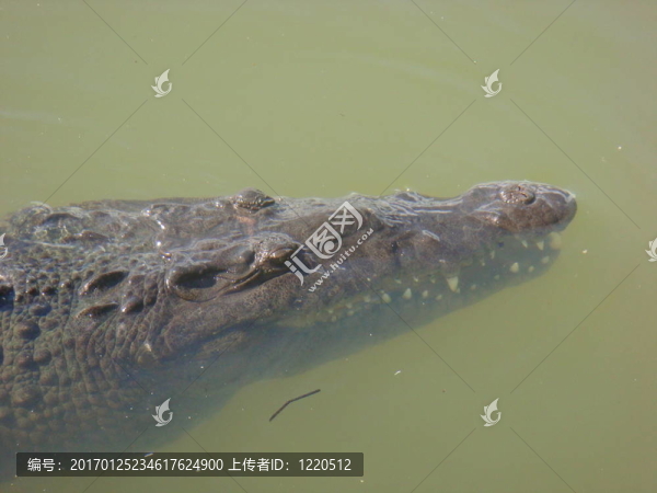 牙買加的鱷魚(yú)河