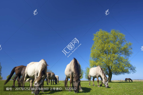 在綠色的草地上放牧的夏季野生科尼克馬