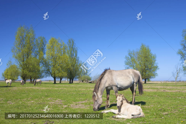 野生科尼克馬在草地上吃草的春天綠色犯規(guī)