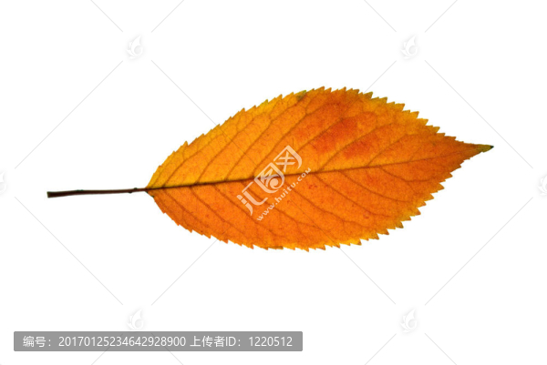 橙色天然葡萄葉