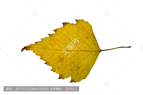 黃色的白樺葉
